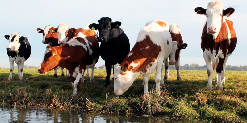 Programma Westerkwartier Natuurinclusief